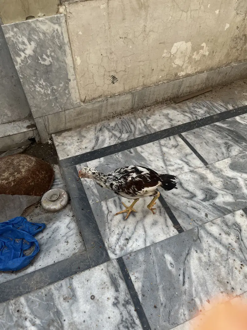 Aseel chick mian wali — photo 4