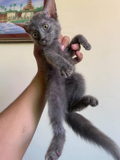 Beautiful Grey Persian (Blue) Kitten with Litter Trained