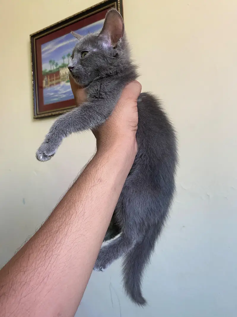 Beautiful Grey Persian (Blue) Kitten with Litter Trained — photo 2
