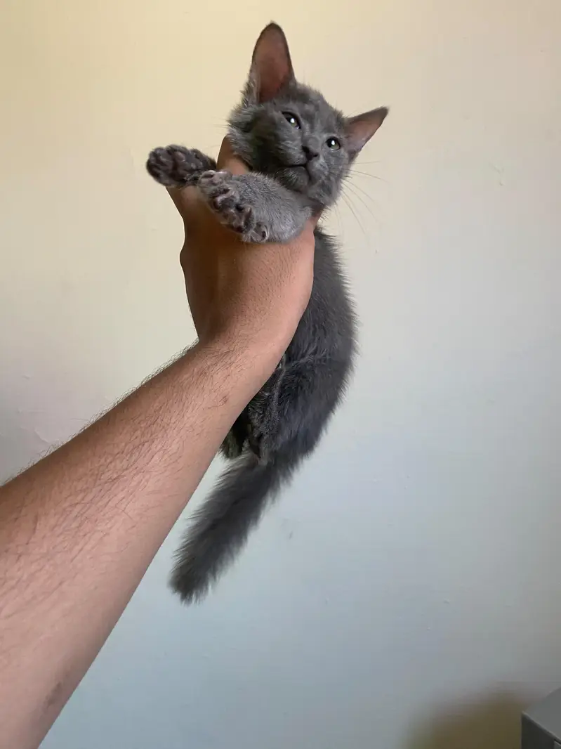 Beautiful Grey Persian (Blue) Kitten with Litter Trained — photo 3