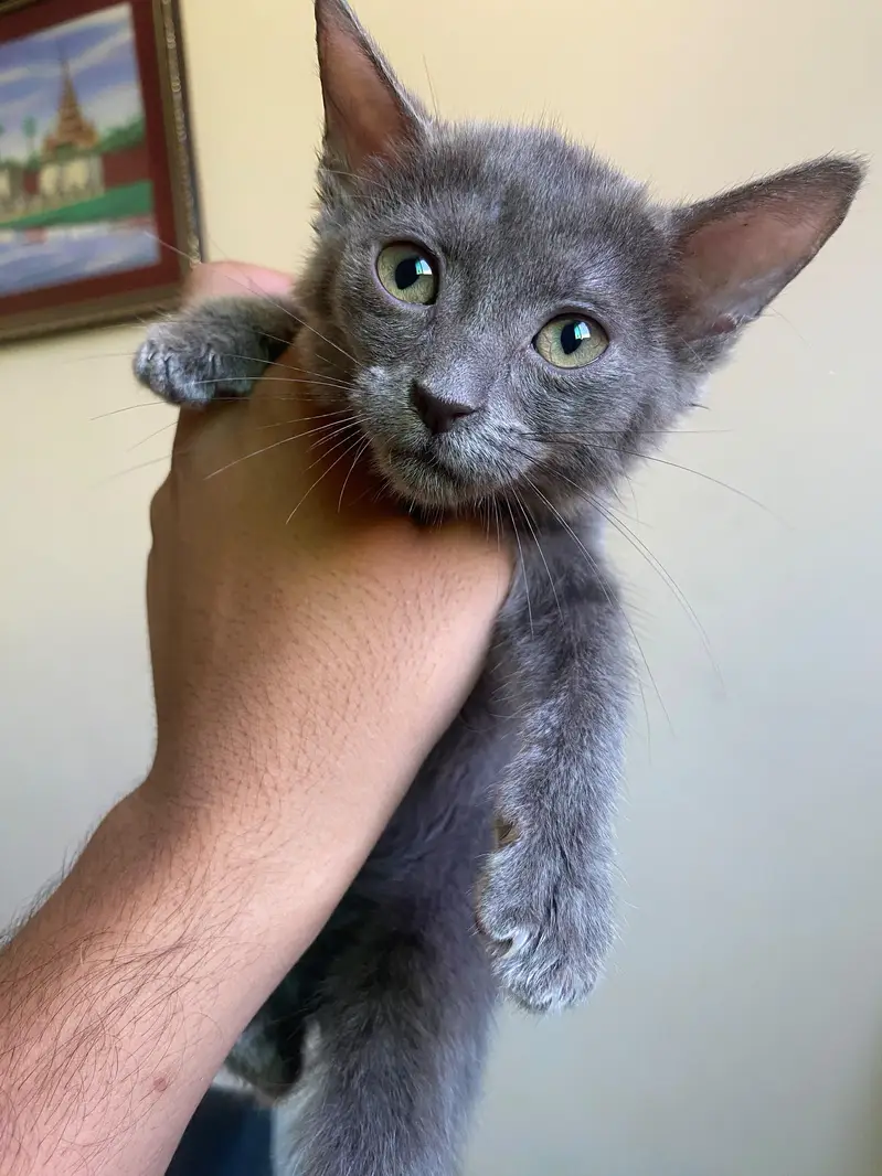 Beautiful Grey Persian (Blue) Kitten with Litter Trained — photo 4