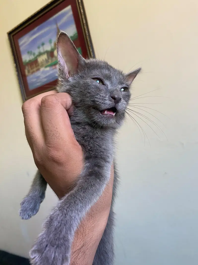 Beautiful Grey Persian (Blue) Kitten with Litter Trained — photo 5