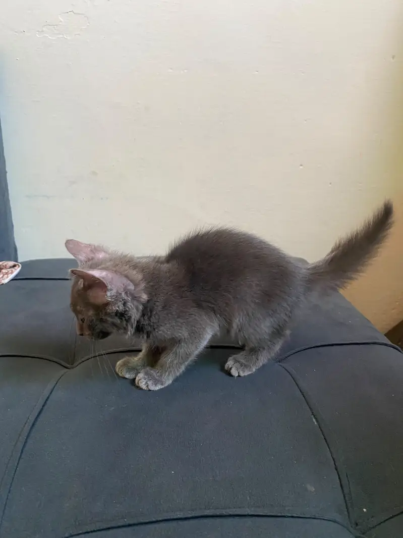 Beautiful Grey Persian (Blue) Kitten with Litter Trained — photo 6