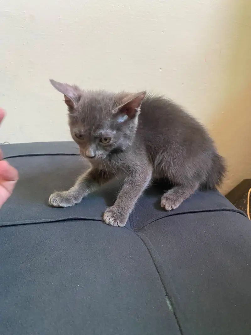 Beautiful Grey Persian (Blue) Kitten with Litter Trained — photo 7