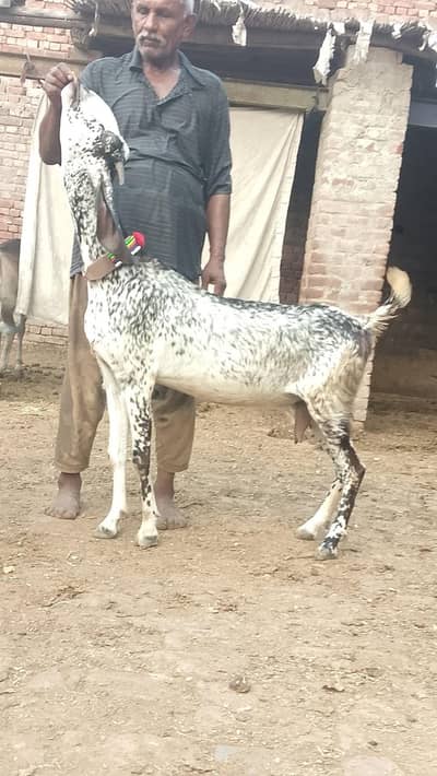 Maki cheeni gaban bakri