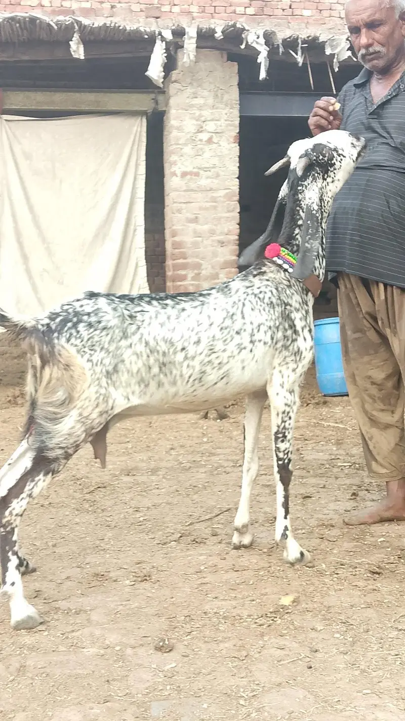 Maki cheeni gaban bakri — photo 2