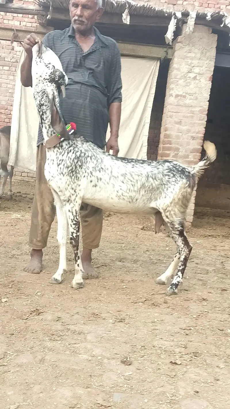 Maki cheeni gaban bakri — photo 3