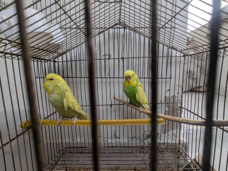 spangle exhibition pair 2