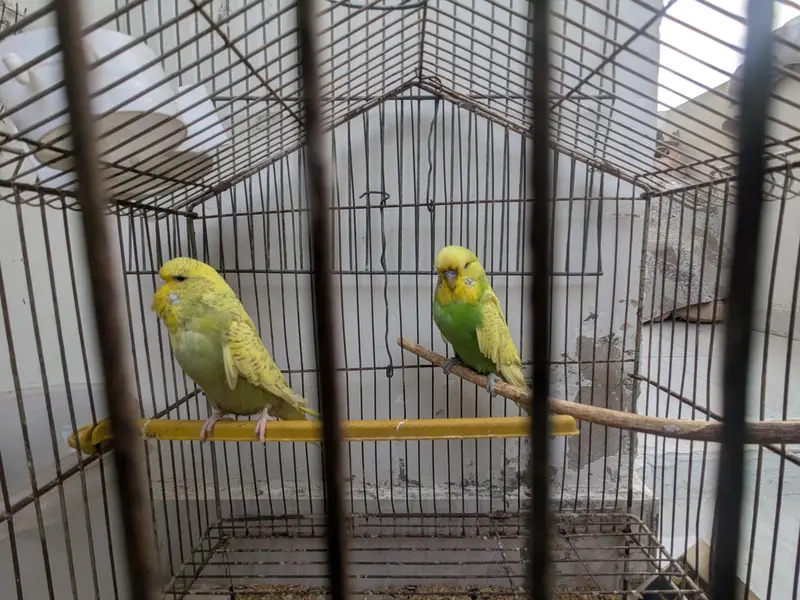 spangle exhibition pair — photo 7