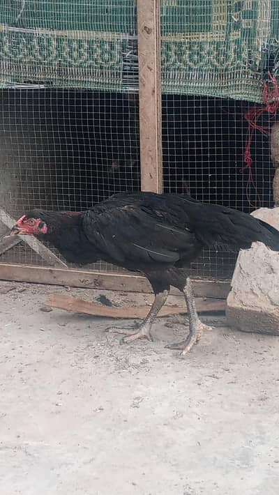 mianwali female