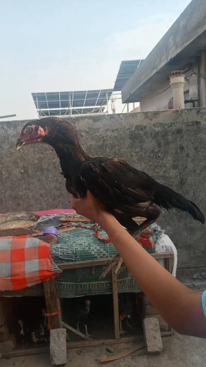mianwali female — photo 3