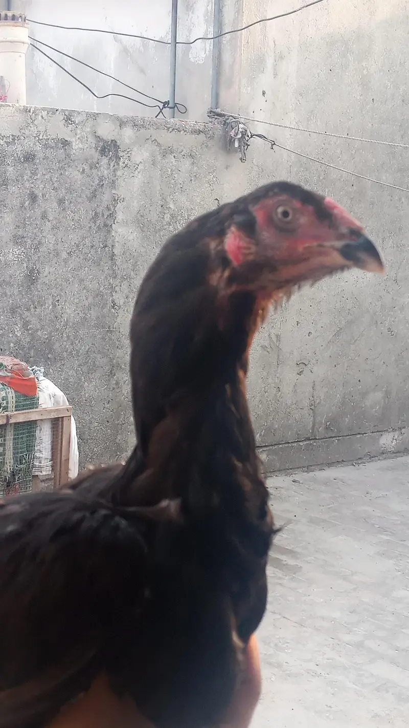 mianwali female — photo 4
