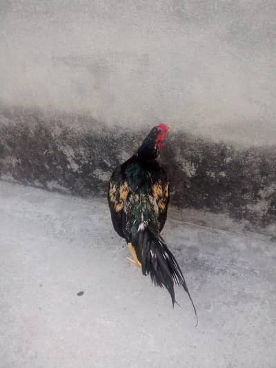 assil bird argent for sale