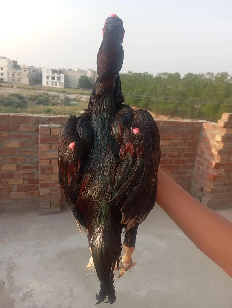 Aseel murga — photo 2