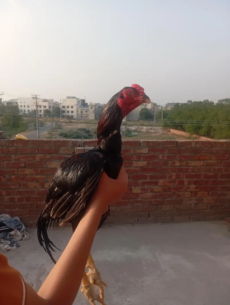 Aseel murga — photo 3