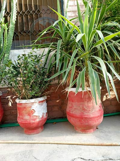 Beautiful Mature Garden Plants in Large Decorated Clay Pots (Gamlay)