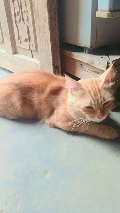 cats fore sale