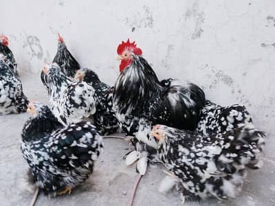 Moteld bantum breeders