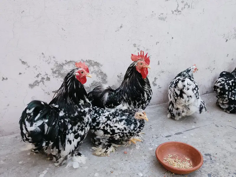 Moteld bantum breeders — photo 2