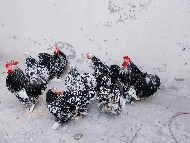 Moteld bantum breeders — photo 3