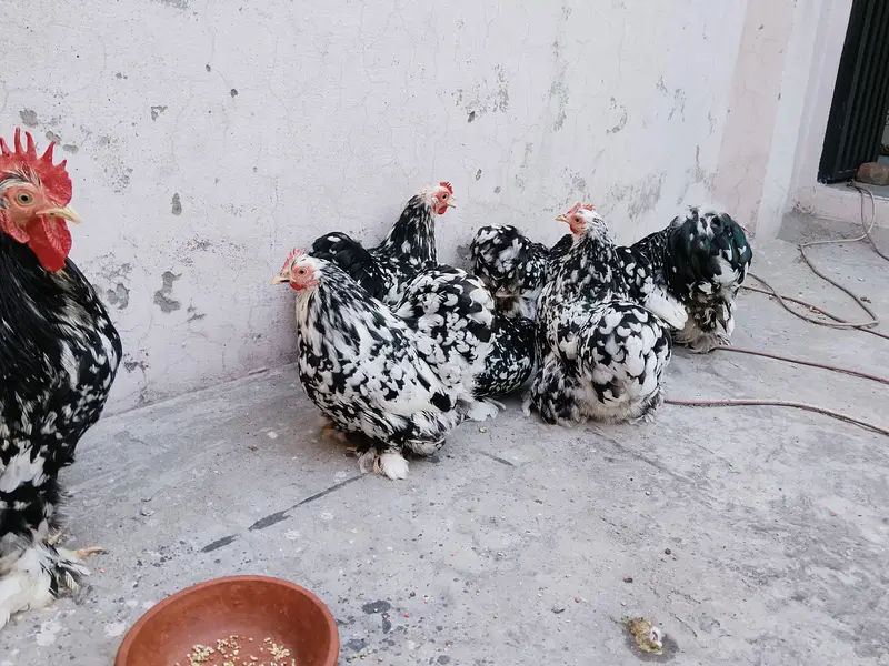 Moteld bantum breeders — photo 4
