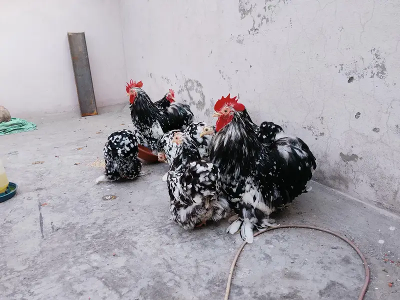 Moteld bantum breeders — photo 5