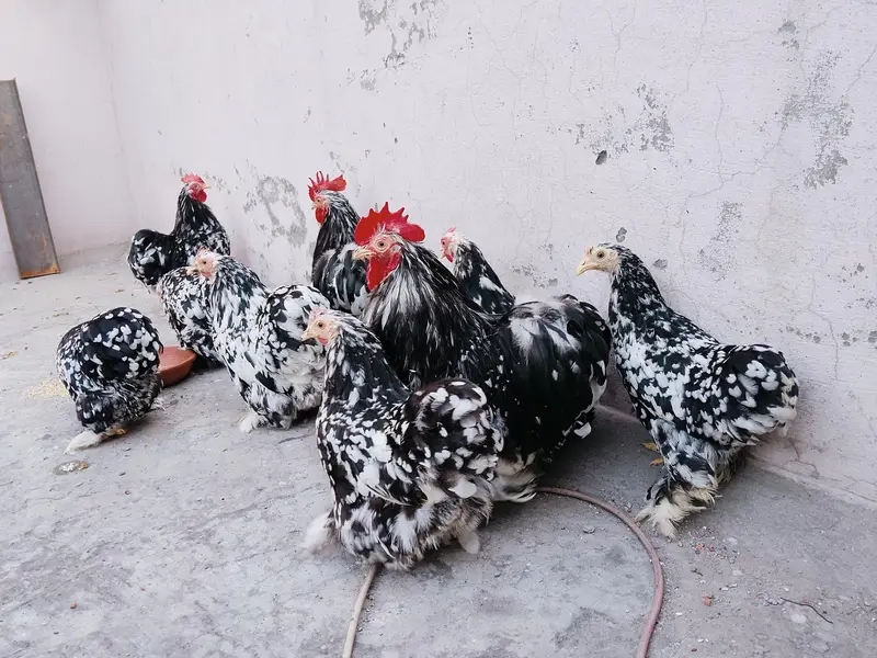 Moteld bantum breeders — photo 6