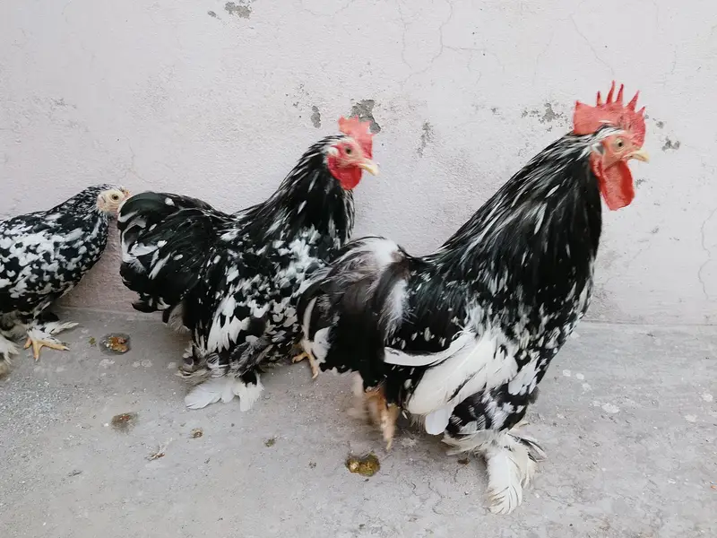 Moteld bantum breeders — photo 7