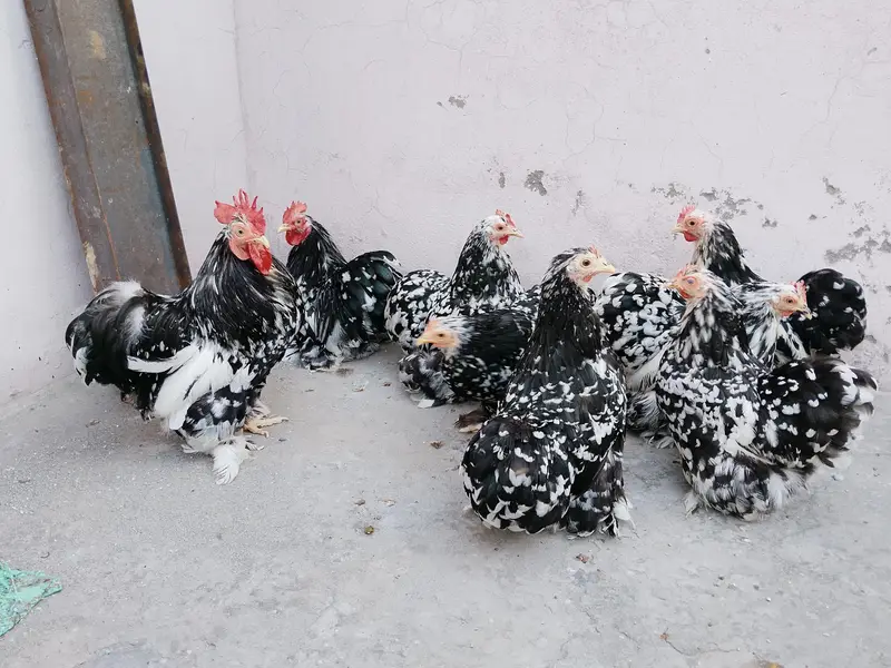 Moteld bantum breeders — photo 8