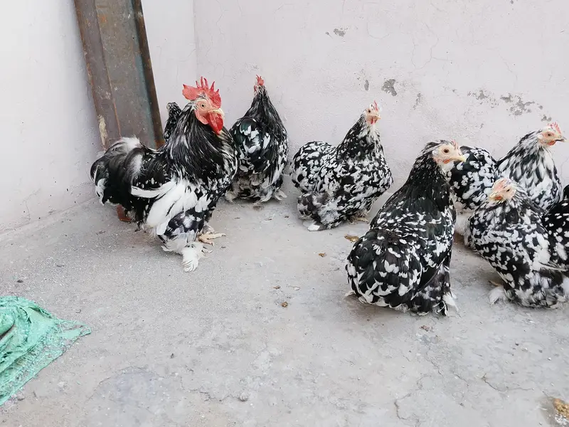 Moteld bantum breeders — photo 9