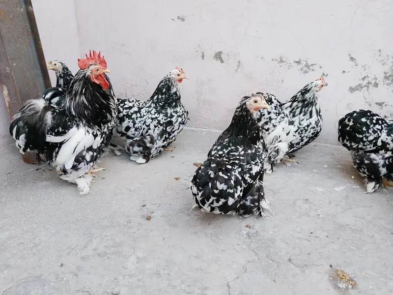 Moteld bantum breeders — photo 10