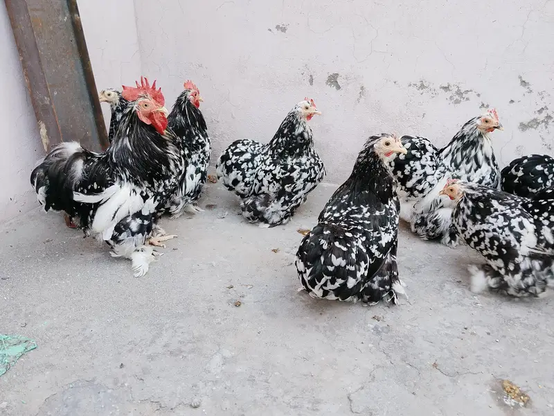 Moteld bantum breeders — photo 11