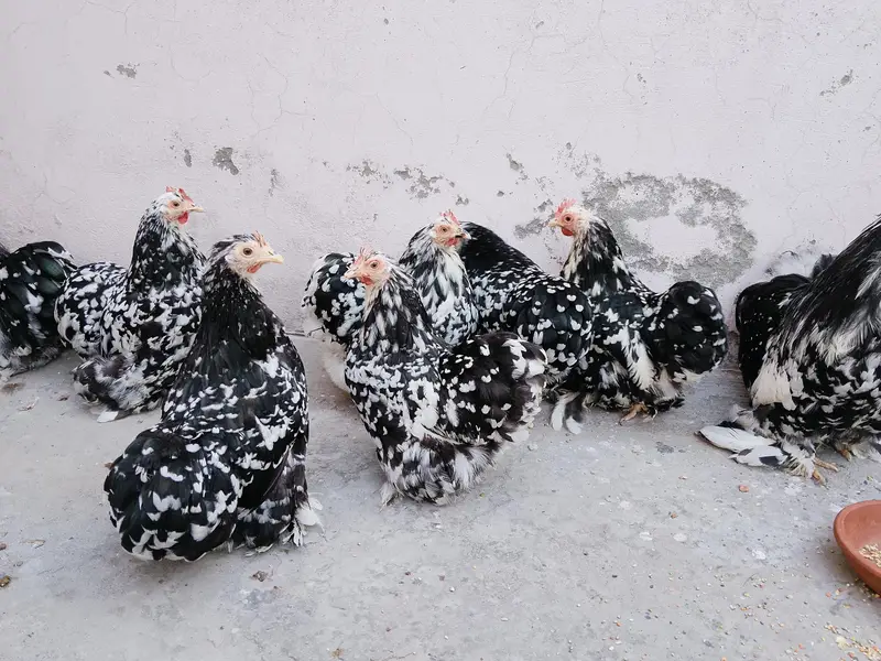 Moteld bantum breeders — photo 12