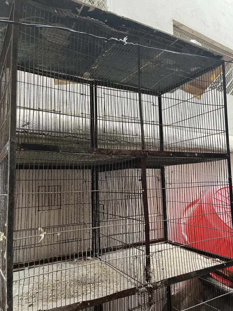 Birds cage