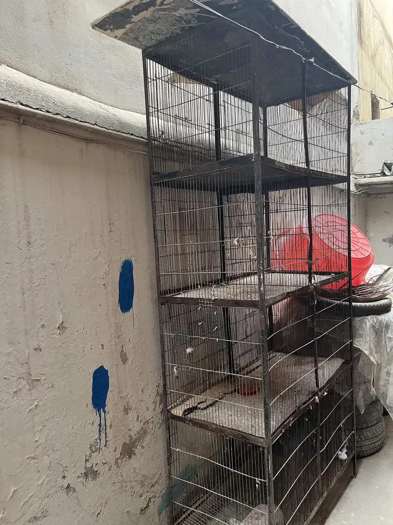 Birds cage — photo 2