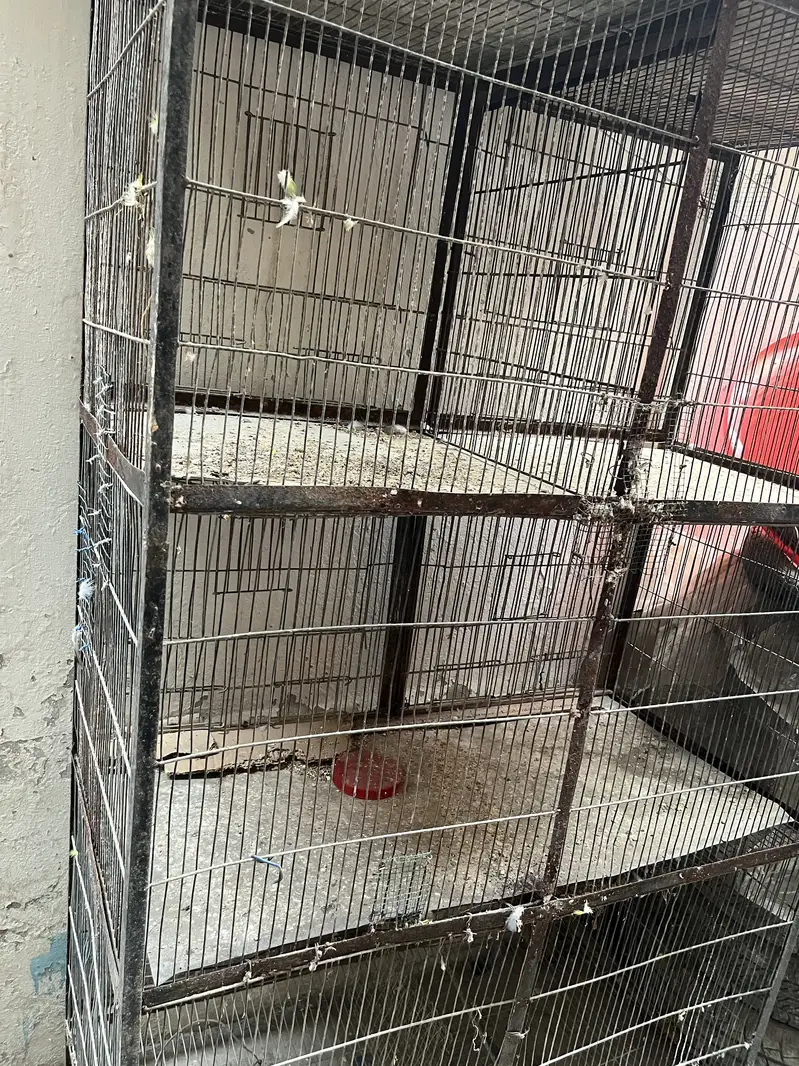 Birds cage — photo 3