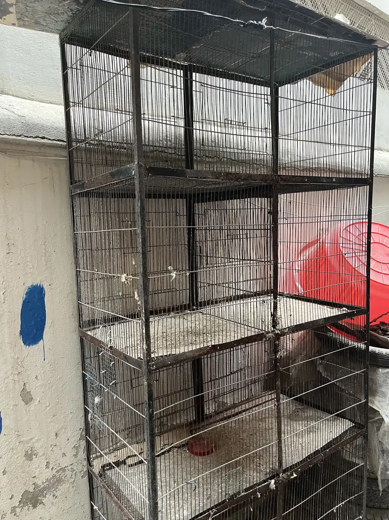 Birds cage — photo 4