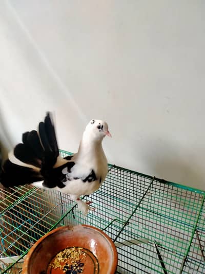 Grey pied Indian fantail
