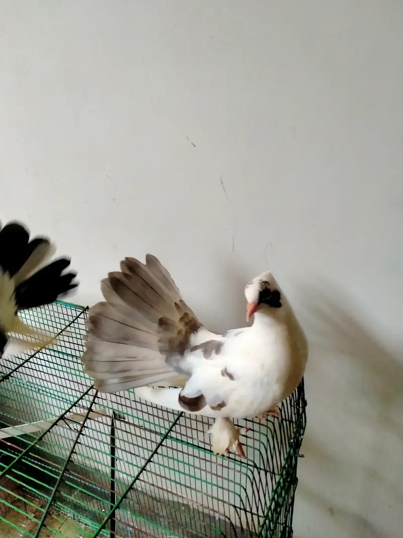 Grey pied Indian fantail — photo 2