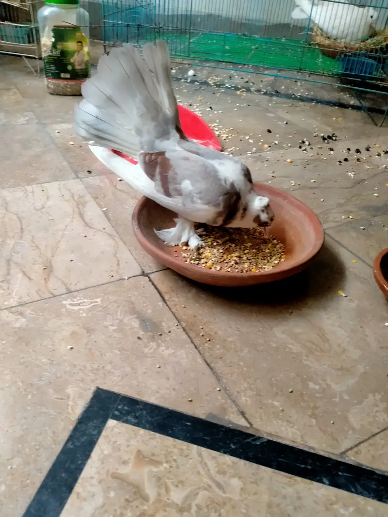 Grey pied Indian fantail — photo 4