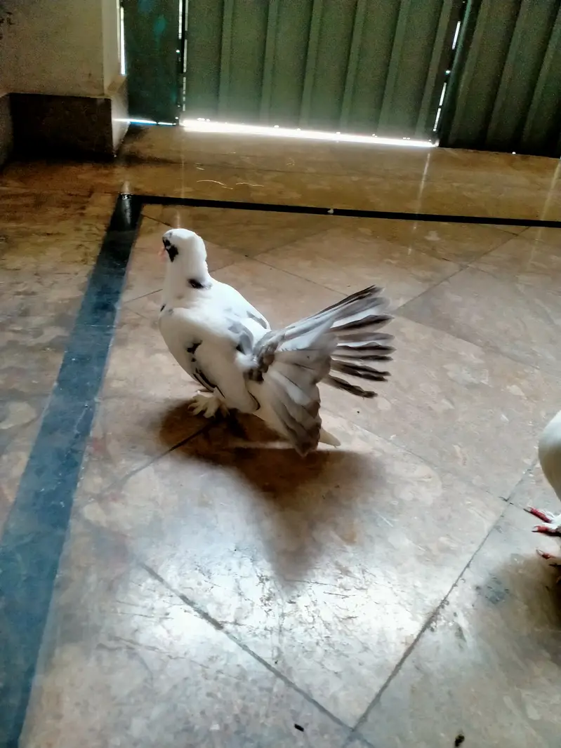 Grey pied Indian fantail — photo 5