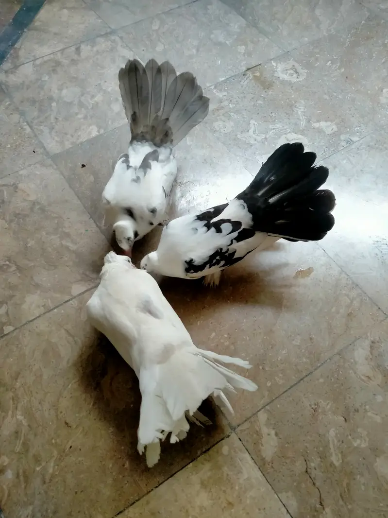 Grey pied Indian fantail — photo 10