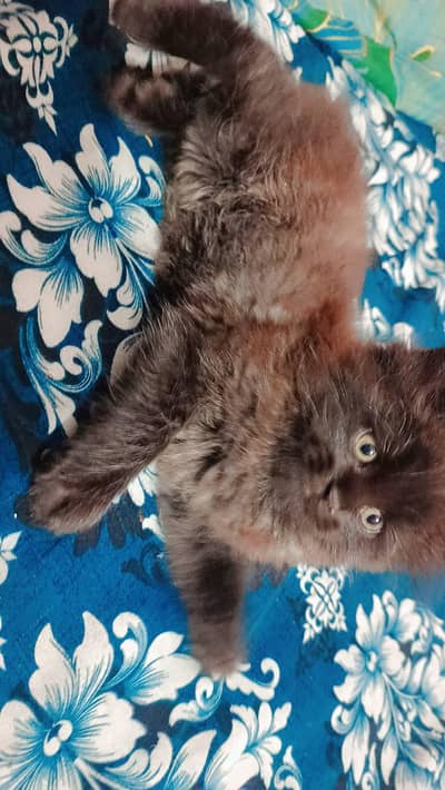 Persian kitten triple coated