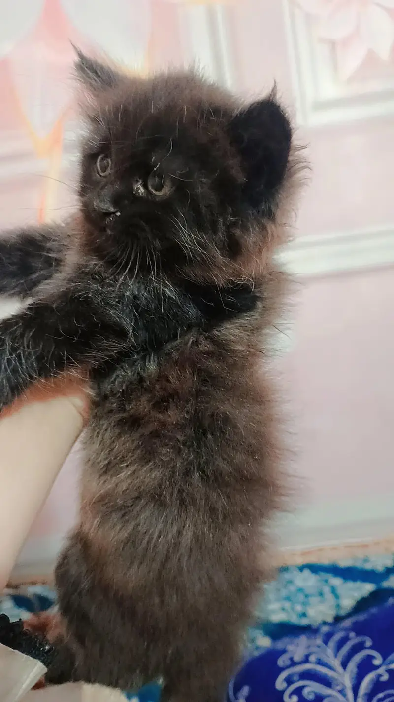 Persian kitten triple coated — photo 2