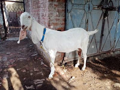 Rajanpuri gaban bakari or barbari bakari