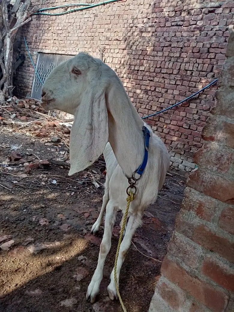 Rajanpuri gaban bakari or barbari bakari — photo 2