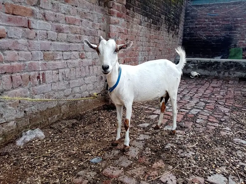 Rajanpuri gaban bakari or barbari bakari — photo 6