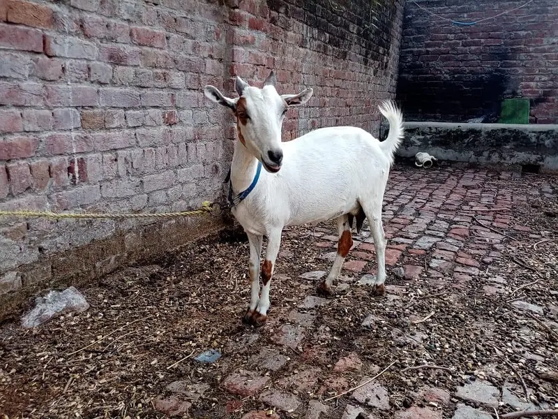 Rajanpuri gaban bakari or barbari bakari — photo 9