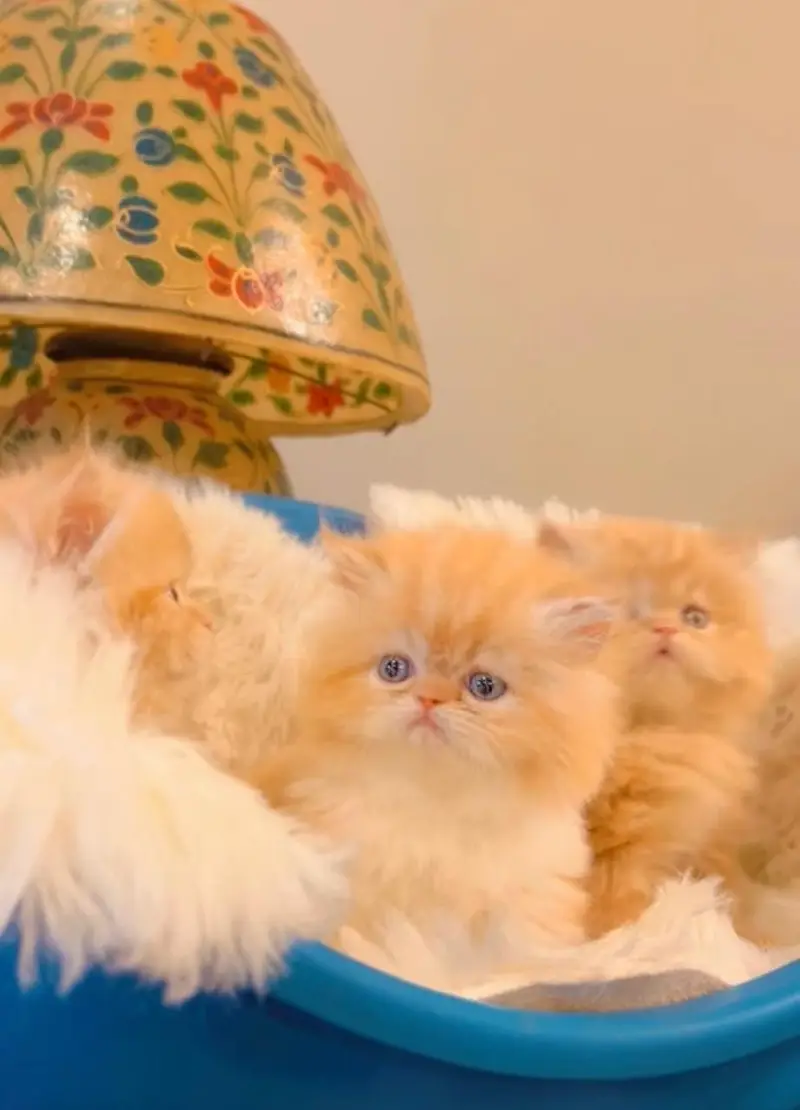 Semi Punch triple coated kittens for sale — photo 2