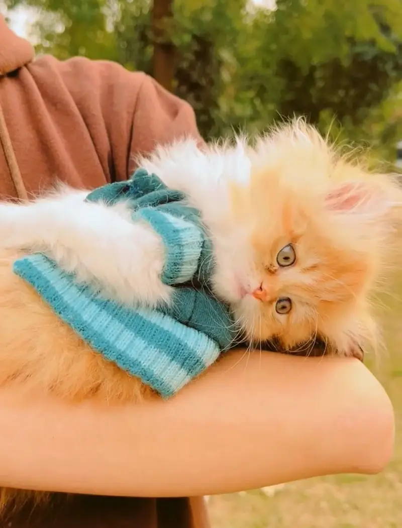 Semi Punch triple coated kittens for sale — photo 3